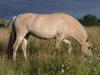 broodmare Ratina (Fjord Horse, 2008, from Daran)