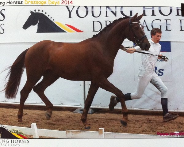 dressage horse Jonnerhall (Oldenburg, 2012, from Glock's Johnson Tn)