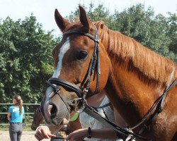 dressage horse It's Cool Man S 2 (German Riding Pony, 2007, from Ituango xx)