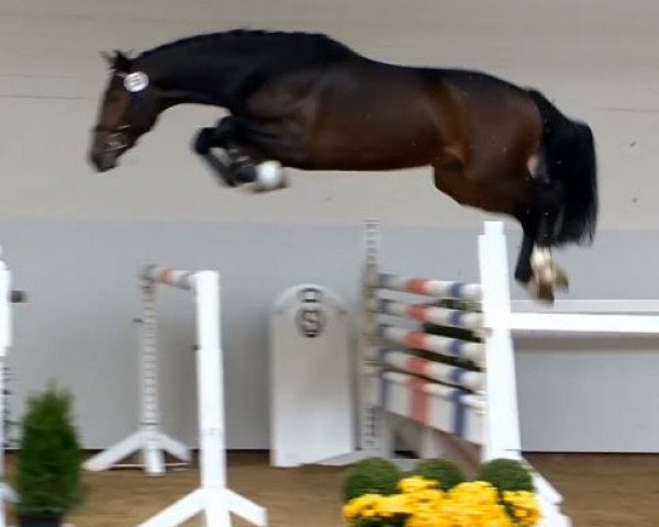 stallion Conlypso 3 (Hanoverian, 2012, from Contendro I)