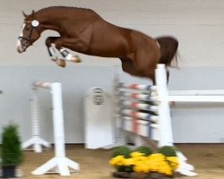 jumper Hengst von Lordanos (Hanoverian, 2012, from Lordanos)