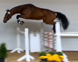 horse Hengst von Classe (Holsteiner, 2012, from Classe VDL)