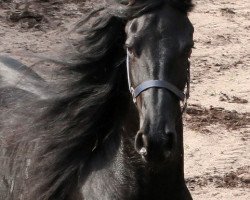 broodmare Bonita (Friese,  , from Botte 414)