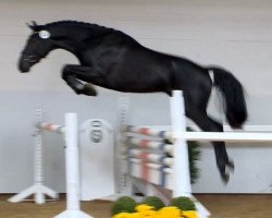 jumper Hengst von Valentino (Hanoverian, 2012, from Valentino)