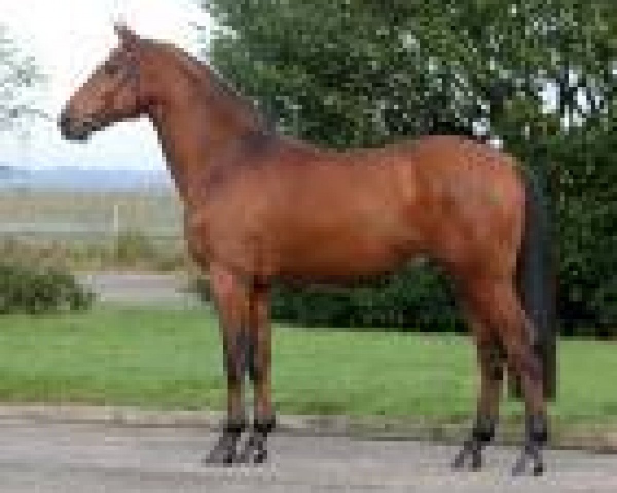 Deckhengst Charisma (Zangersheide Reitpferd, 2007, von Stakkato)