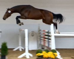 Springpferd Moulon vd Burkelslag (Belgisches Warmblut, 2012, von Toulon)