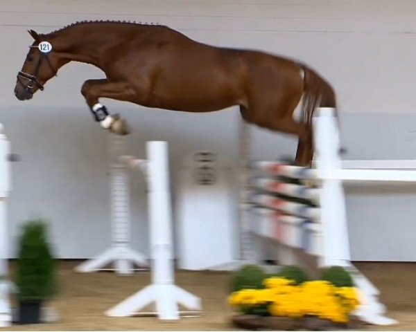 jumper Checker 65 (Hanoverian, 2012, from Check In 2)