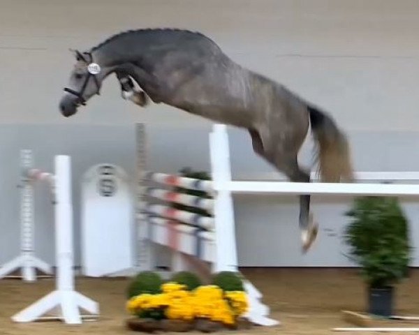 stallion Cellestiano (Holsteiner, 2012, from Cellestial)