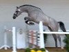 jumper Calido Du Lys (Oldenburg show jumper, 2012, from Calido I)