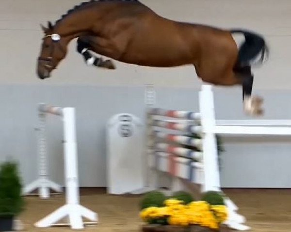 stallion Actender (Oldenburg show jumper, 2012, from Action-Breaker)