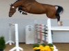 stallion Actender (Oldenburg show jumper, 2012, from Action-Breaker)