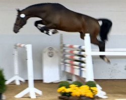 jumper Torrausch (Oldenburg show jumper, 2012, from Tornesch)