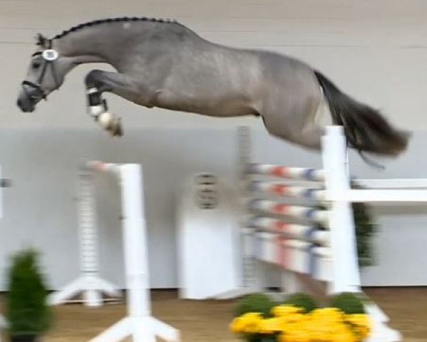 horse Hengst von Last Man Standing (Oldenburg show jumper, 2012, from Last Man Standing)