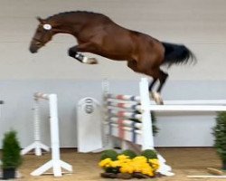 jumper Cornetinus (Hanoverian, 2012, from Cornet’s Balou)