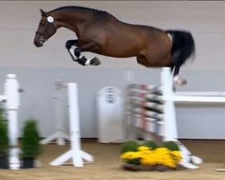 jumper Lightfull (Oldenburg show jumper, 2012, from Los Angeles)