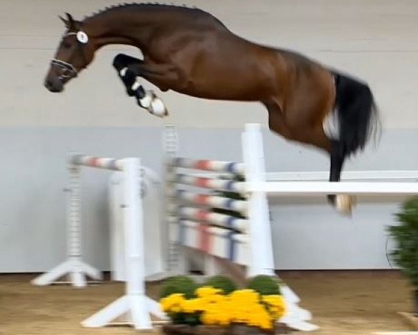 stallion Comerade (Oldenburg show jumper, 2012, from Castino 4)