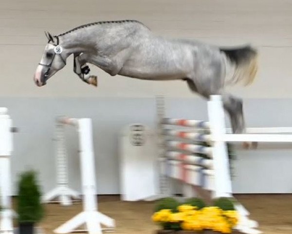 stallion Cerdous (Oldenburg, 2012, from Caspar (Berlin))