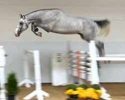 stallion Cerdous (Oldenburg, 2012, from Berlin)