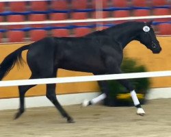 dressage horse Hengst von San Amour I (Oldenburg, 2012, from San Amour I)