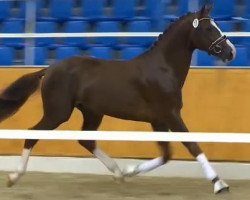 dressage horse Fahrenhorst 45 (Oldenburg, 2012, from Franziskus FRH)