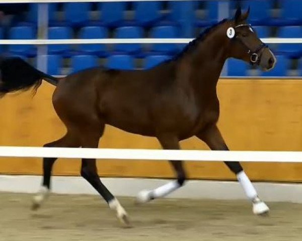 Dressurpferd Bianchello (Oldenburger, 2012, von Bordeaux 28)