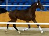 dressage horse Bianchello (Oldenburg, 2012, from Bordeaux 28)