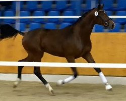 dressage horse Bianchello (Oldenburg, 2012, from Bordeaux 28)