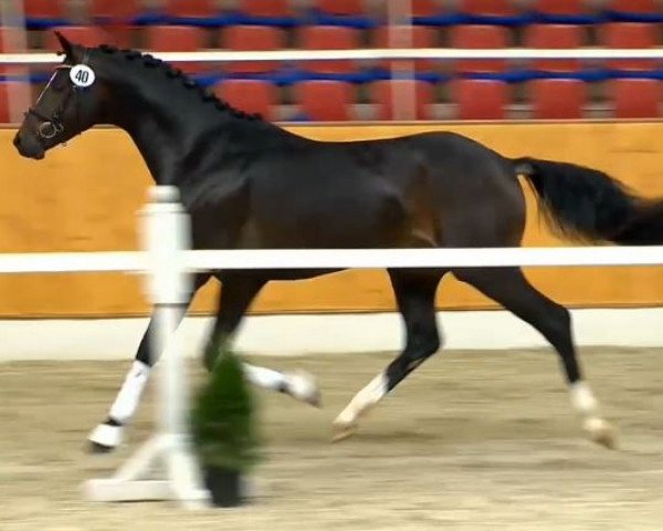 Dressurpferd Beaulissimo (Oldenburger, 2011, von Belissimo NRW)