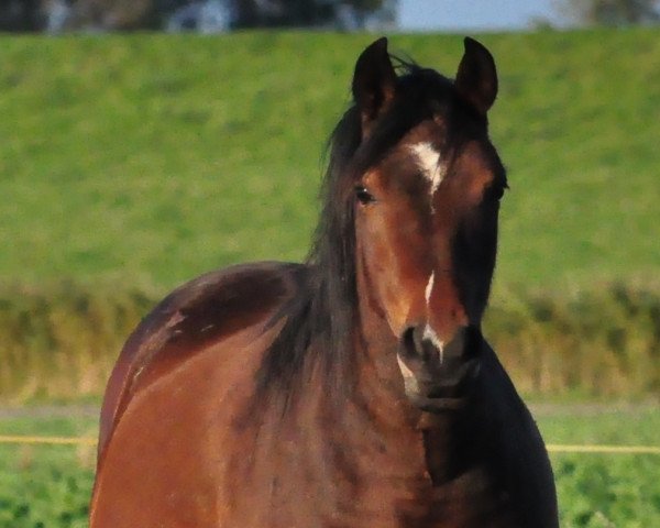 horse Raia (German Riding Pony, 2008)