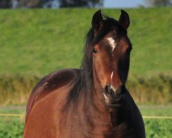 horse Raia (German Riding Pony, 2008)