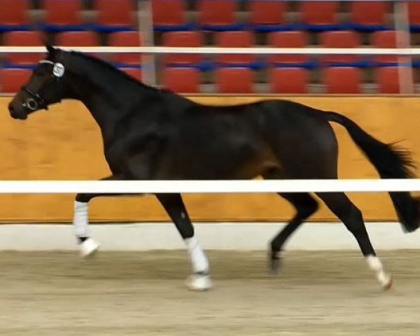 stallion Herosch (Royal Warmblood Studbook of the Netherlands (KWPN), 2012, from Ampère)