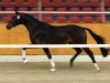 stallion Herosch (KWPN (Royal Dutch Sporthorse), 2012, from Ampère)