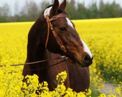 broodmare Kurta (Holsteiner, 1995, from Contender)