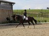 dressage horse Alvaro S (Brandenburg, 1998, from Akzento)