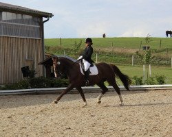 dressage horse Alvaro S (Brandenburg, 1998, from Akzento)