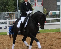 dressage horse Freestyler (Brandenburg, 2000)