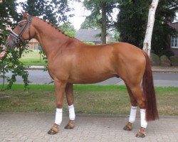 jumper Wallach von Perigueux (Hanoverian, 2007, from Perigueux)