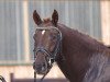 stallion de Camargo (German Riding Pony, 2010, from FS Don't Worry)