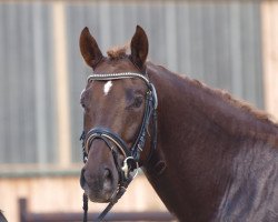 Dressurpferd de Camargo (Deutsches Reitpony, 2010, von FS Don't Worry)