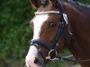 stallion Varo Vitaro (German Riding Pony, 2009, from Valido's Highlight)