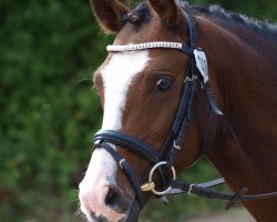 stallion Varo Vitaro (German Riding Pony, 2009, from Valido's Highlight)