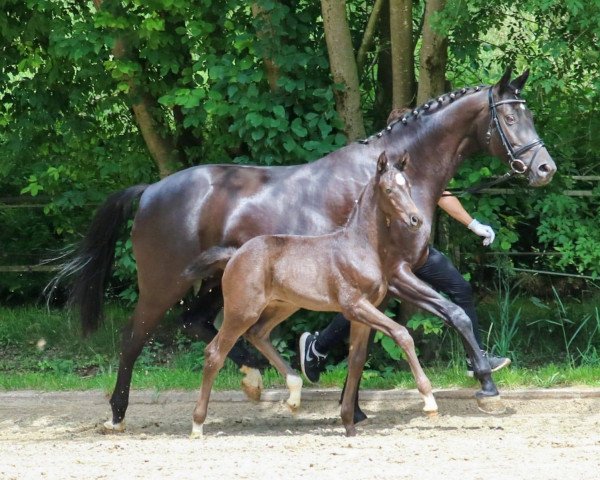 Zuchtstute Elegance (Trakehner, 2020, von Fellini)