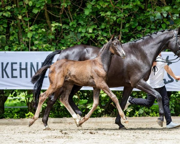 dressage horse Elaysa (Trakehner, 2021, from Tantalos)