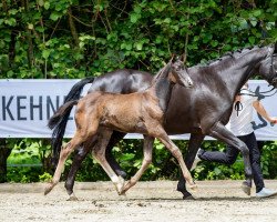 dressage horse Elaysa (Trakehner, 2021, from Tantalos)