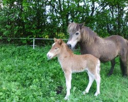 Zuchtstute Silva (Shetland Pony, 1999, von Amigo)