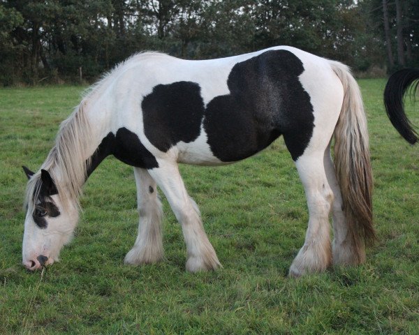 Pferd Pearly Queen (Shire, 2012)