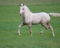 dressage horse Rheingolds Raffaello SLE (German Riding Pony, 2021, from Rheingold)