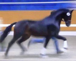 dressage horse Seine Exellenz (Oldenburg, 2012, from Sean Connery)