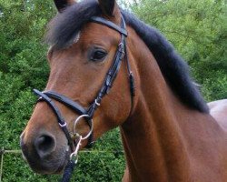 jumper Sanco (Latvian Warmblood, 2010, from Serrano)