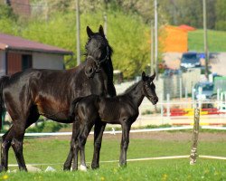 broodmare Farina E 2 (Westphalian, 1998, from Funkenspiel)